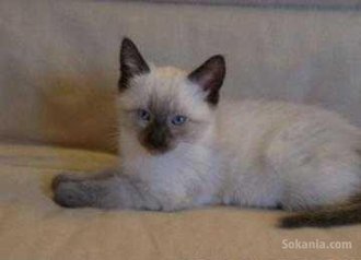 Chaton siamois de race pure age 2 mois
