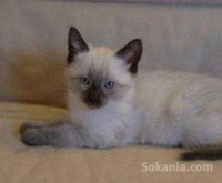 Chaton siamois de race pure age 2 mois