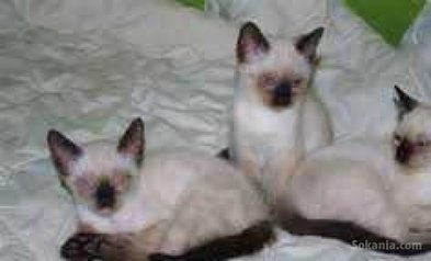 Chaton siamois de race pure age 2 mois