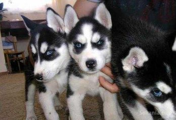 Chiots husky pure race