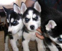 Chiots husky pure race