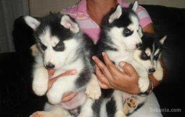 Chiots husky pure race