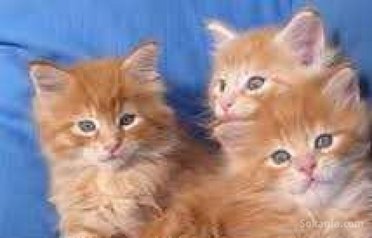 Chaton européen roux poil long