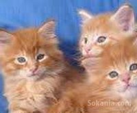 Chaton européen roux poil long