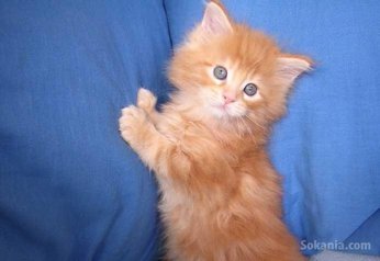 Chaton européen roux poil long