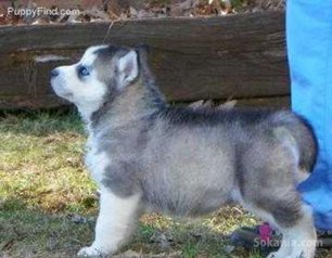 Chiots husky de race pure