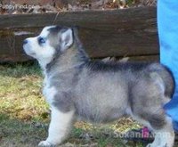 Chiots husky de race pure