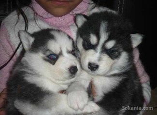 Chiots husky de race pure
