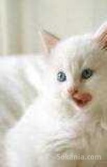Magnifique Chatons angora race pure