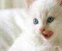 magnifique Chatons angora race pure