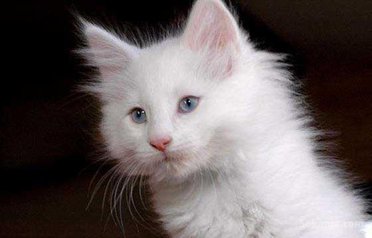 Magnifique Chatons angora race pure