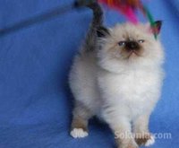 Chaton sacré Birmanie de race pure
