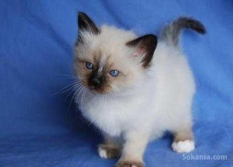 Chaton sacré Birmanie de race pure