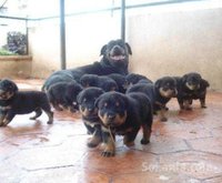 Chiots rottweiler grande taille