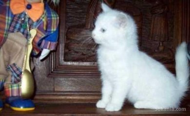 Chaton angora de race pure