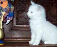 Chaton angora de race pure