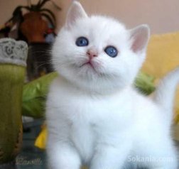 Chaton angora de race pure