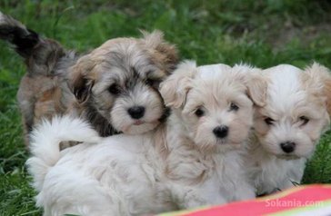 Chiots bichon havanais nain