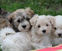 Chiots bichon havanais nain