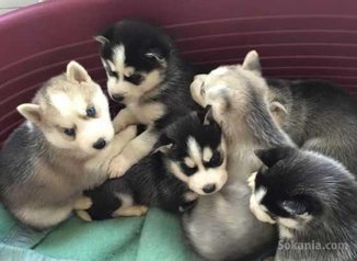 Chiots husky top yeux bleus