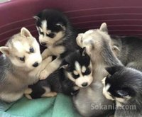Chiots husky top yeux bleus