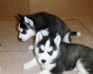 Chiots husky top yeux bleus