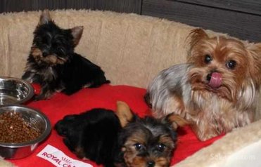 Chiots yorkshire taille miniature race pure