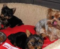 Chiots yorkshire taille miniature race pure