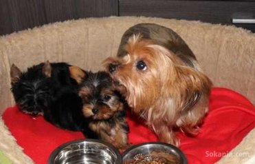 Chiots yorkshire taille miniature race pure