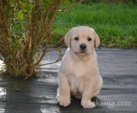 Chiot labrador de race pure