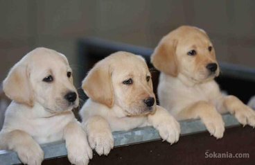Chiot labrador de race pure