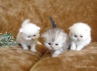 Chaton persan de race pure