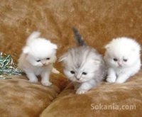 Chaton persan de race pure