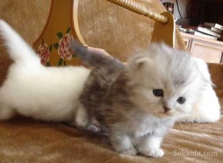 Chaton persan de race pure