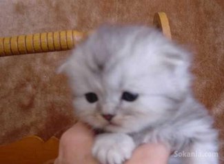 Chaton persan de race pure