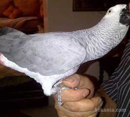 Perroquet gris gabon