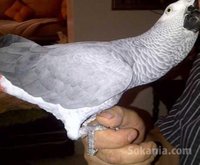 Perroquet gris gabon