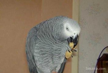 Perroquet gris gabon