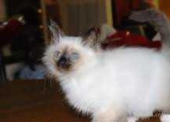 Chaton sacré Birmanie de race pure