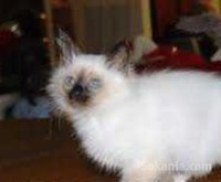 Chaton sacré Birmanie de race pure