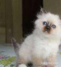 Chaton sacré Birmanie de race pure
