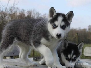 Chiots husky top yeux bleus