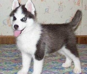 Chiots husky top yeux bleus