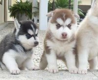 Chiots husky top yeux bleus