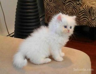 Chaton de race pure angora age de 2 mois