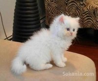 Chaton de race pure angora age de 2 mois