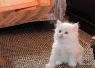 Chaton de race pure angora age de 2 mois