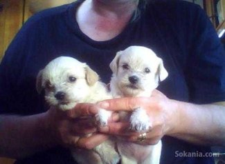 Chiots bichon maltais race pure