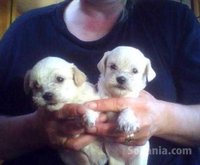 chiots bichon maltais race pure