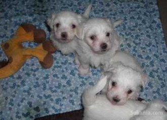 Chiots bichon maltais race pure